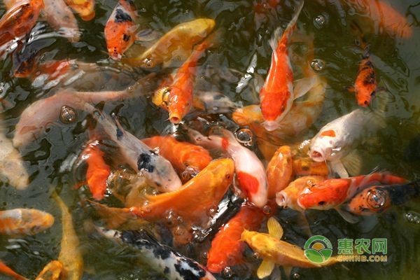 錦鯉魚缸多少天換一次水，如何判斷錦鯉魚缸換水的最佳時間