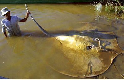 魟魚會(huì)攻擊其他魚嗎：魟魚會(huì)攻擊其他魚類嗎