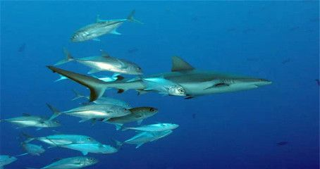 魟魚會(huì)攻擊其他魚嗎：魟魚會(huì)攻擊其他魚類嗎