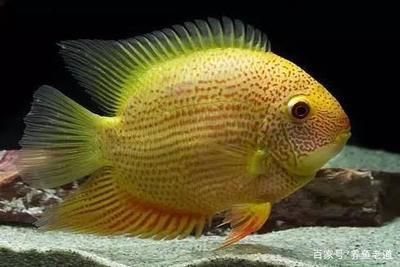 魟魚盤邊發紅：魟魚盤邊發紅可能是由于眼并拆睛有內出血的原因導致的