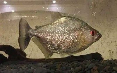 印尼紅龍魚喂養方法圖解大全視頻(紅龍魚養殖視頻教程) 紅龍魚百科 第2張 印尼紅龍魚喂養方法圖解大全視頻(紅龍魚養殖視頻教程) 印尼紅龍魚喂養方法圖解大全視頻(紅龍魚養殖視頻教程) 紅龍魚百科 第2張