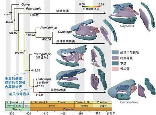 龍魚和元寶鳳凰混養可以嗎（龍魚和元寶鳳凰的混養可行嗎？）