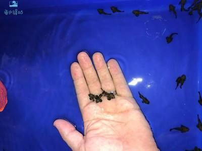 常見的觀賞魚都有哪些品種圖片：常見的觀賞魚品種及其圖片及其圖片，觀賞魚品種及其特點