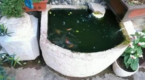 金老虎魚飼料品牌用戶評價，金老虎魚飼料品牌及其用戶評價金老虎魚飼料品牌及其用戶評價