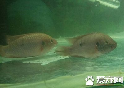 龍魚掉眼會不會死
