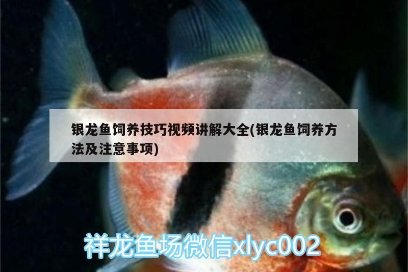 銀龍魚飼養技巧視頻講解大全(銀龍魚飼養方法及注意事項)