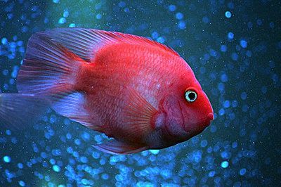 鸚鵡魚可以和虎魚一起養嗎：鸚鵡魚和虎魚可以一起養嗎，