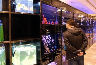 做水族館生意怎么樣（加盟水族館的前景如何？）