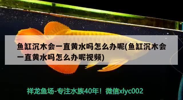 魚缸沉木會一直黃水嗎怎么辦呢(魚缸沉木會一直黃水嗎怎么辦呢視頻)