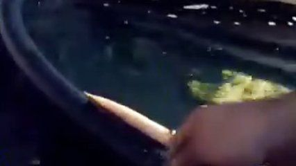 魟魚喂食技巧視頻：有關(guān)魟魚喂食技巧的視頻資源 魟魚喂食技巧視頻：有關(guān)魟魚喂食技巧的視頻資源 魟魚百科 第3張