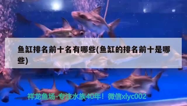 魚缸排名前十名有哪些(魚缸的排名前十是哪些)