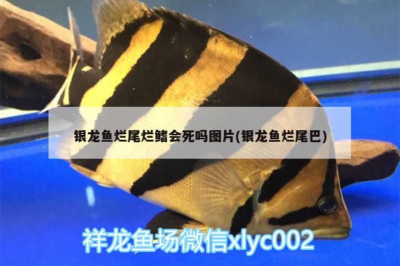 銀龍魚爛尾爛鰭會死嗎圖片(銀龍魚爛尾巴)