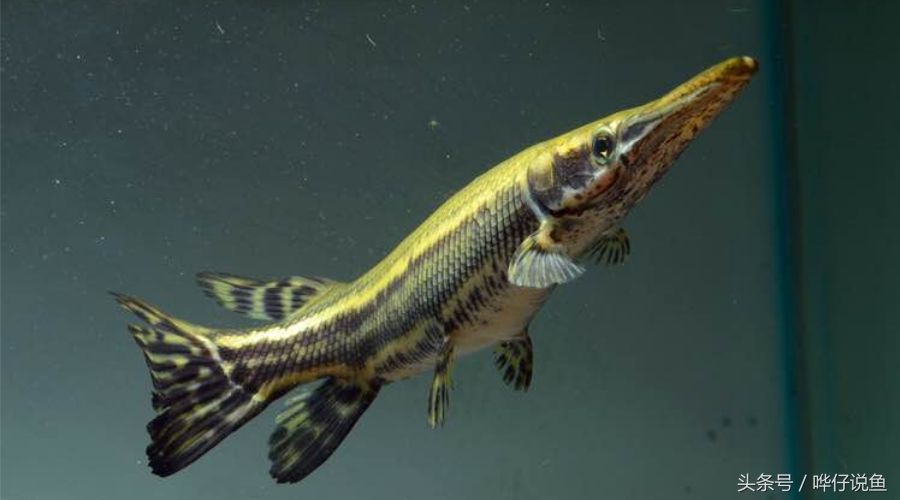 80寬魚缸能養幽靈火箭嗎：幽靈火箭魚的飼養