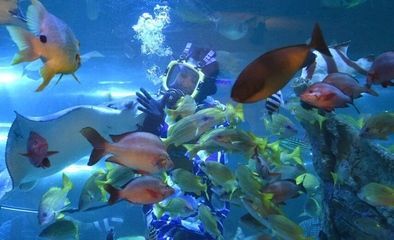 水族館動(dòng)態(tài)壁紙 喂魚(3d水族館動(dòng)態(tài)壁紙制作教程) 水族館百科(水族館加盟) 第2張 水族館動(dòng)態(tài)壁紙 喂魚(3d水族館動(dòng)態(tài)壁紙制作教程) 水族館動(dòng)態(tài)壁紙 喂魚(3d水族館動(dòng)態(tài)壁紙制作教程) 水族館百科(水族館加盟) 第2張