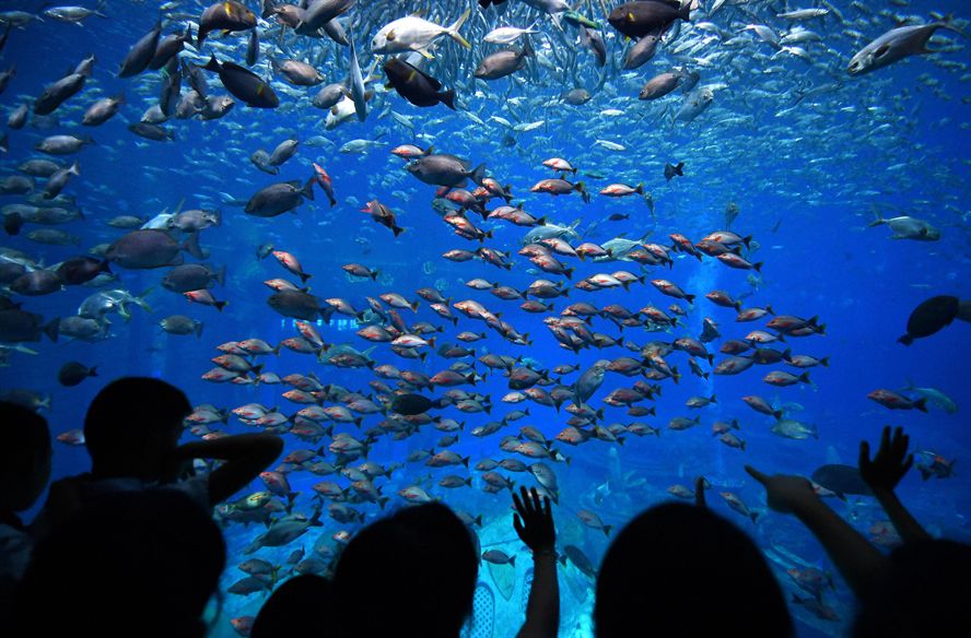 水族館動(dòng)態(tài)壁紙 喂魚(3d水族館動(dòng)態(tài)壁紙制作教程) 水族館百科(水族館加盟) 第3張 水族館動(dòng)態(tài)壁紙 喂魚(3d水族館動(dòng)態(tài)壁紙制作教程) 水族館動(dòng)態(tài)壁紙 喂魚(3d水族館動(dòng)態(tài)壁紙制作教程) 水族館百科(水族館加盟) 第3張