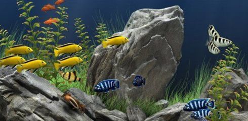 水族館動(dòng)態(tài)壁紙 喂魚(3d水族館動(dòng)態(tài)壁紙制作教程) 水族館百科(水族館加盟) 第5張 水族館動(dòng)態(tài)壁紙 喂魚(3d水族館動(dòng)態(tài)壁紙制作教程) 水族館動(dòng)態(tài)壁紙 喂魚(3d水族館動(dòng)態(tài)壁紙制作教程) 水族館百科(水族館加盟) 第5張