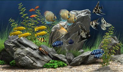 水族館動(dòng)態(tài)壁紙 喂魚(3d水族館動(dòng)態(tài)壁紙制作教程) 水族館百科(水族館加盟) 第4張 水族館動(dòng)態(tài)壁紙 喂魚(3d水族館動(dòng)態(tài)壁紙制作教程) 水族館動(dòng)態(tài)壁紙 喂魚(3d水族館動(dòng)態(tài)壁紙制作教程) 水族館百科(水族館加盟) 第4張