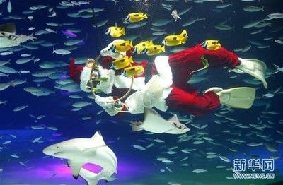 水族館動(dòng)態(tài)壁紙 喂魚(3d水族館動(dòng)態(tài)壁紙制作教程) 水族館百科(水族館加盟) 第6張 水族館動(dòng)態(tài)壁紙 喂魚(3d水族館動(dòng)態(tài)壁紙制作教程) 水族館動(dòng)態(tài)壁紙 喂魚(3d水族館動(dòng)態(tài)壁紙制作教程) 水族館百科(水族館加盟) 第6張