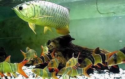 龍魚缸最佳水位vs祥龍魚場：龍魚缸水位對健康影響