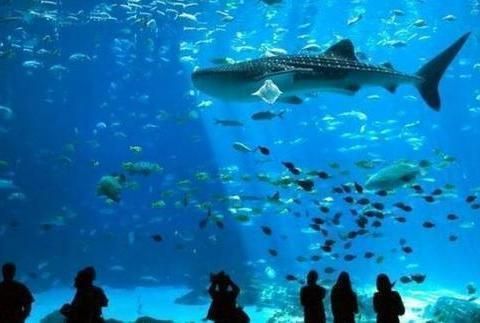 水族館哪里好：喬治亞水族館門票價(jià)格查詢,全球十大水族館排名情況