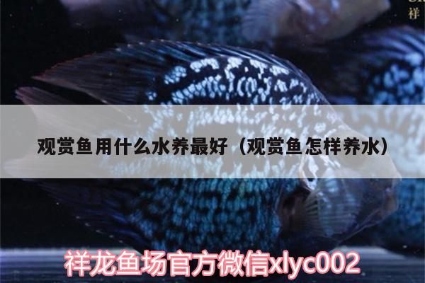 觀賞魚用什么水養最好（觀賞魚怎樣養水）