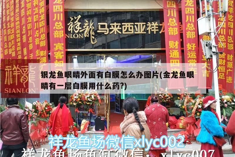 銀龍魚眼睛外面有白膜怎么辦圖片(金龍魚眼睛有一層白膜用什么藥?)