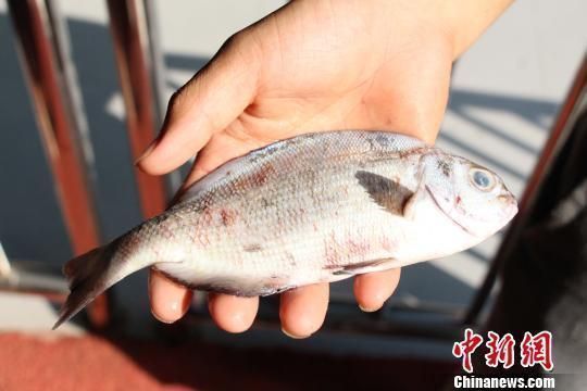 柳州龍魚vs柳州水族批發市場vs柳州水族館vs柳州魚缸批發市場vs祥龍魚場：柳州水族市場特色品種柳州水族市場特色品種柳州魚缸選購指南