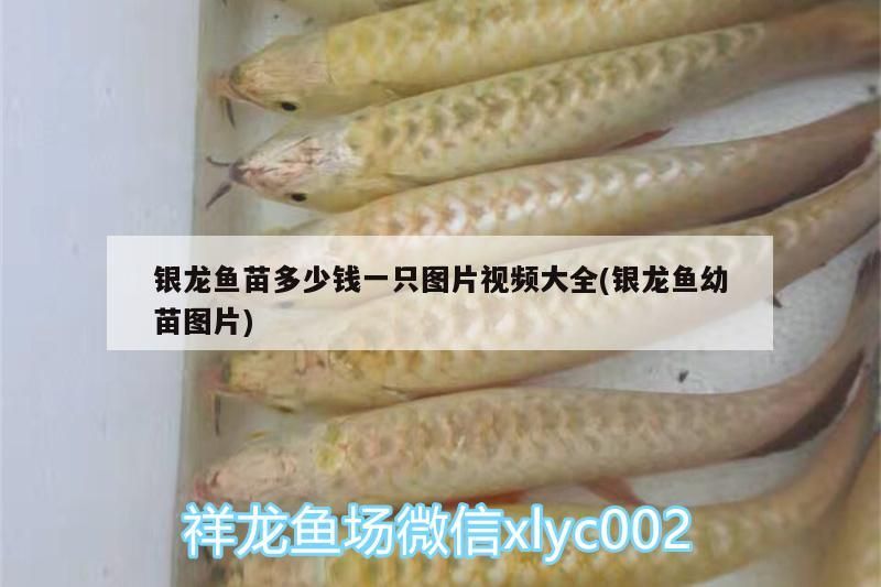 銀龍魚苗多少錢一只圖片視頻大全(銀龍魚幼苗圖片)