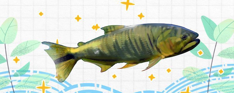 養銀龍魚注意什么(家里養銀龍魚要注意什么)