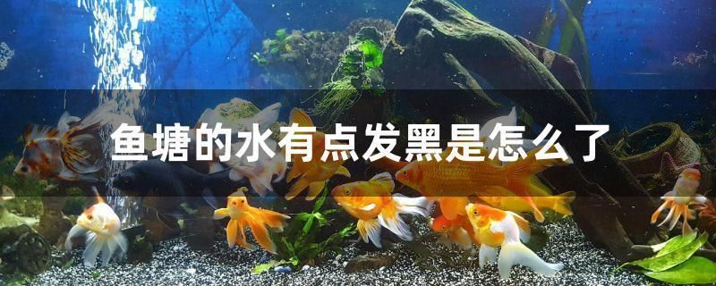 通遼龍魚vs通遼水族批發(fā)市場vs通遼水族館vs通遼魚缸批發(fā)市場vs祥龍魚場：通遼龍魚、通遼水族批發(fā)市場、祥龍魚場價(jià)格對(duì)比