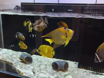 關(guān)于觀賞魚的好評文案（如何挑選高品質(zhì)觀賞魚）