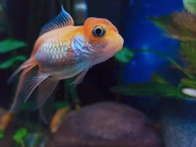 關于觀賞魚的好評文案（如何挑選高品質觀賞魚）