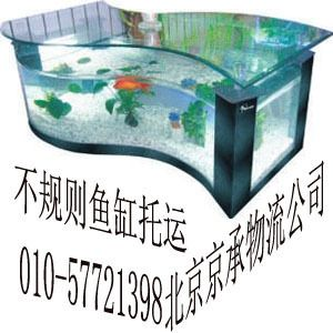 60公分魚(yú)缸能養(yǎng)多大的鯉魚(yú)呢視頻：60公分的魚(yú)缸適合養(yǎng)幾條錦鯉