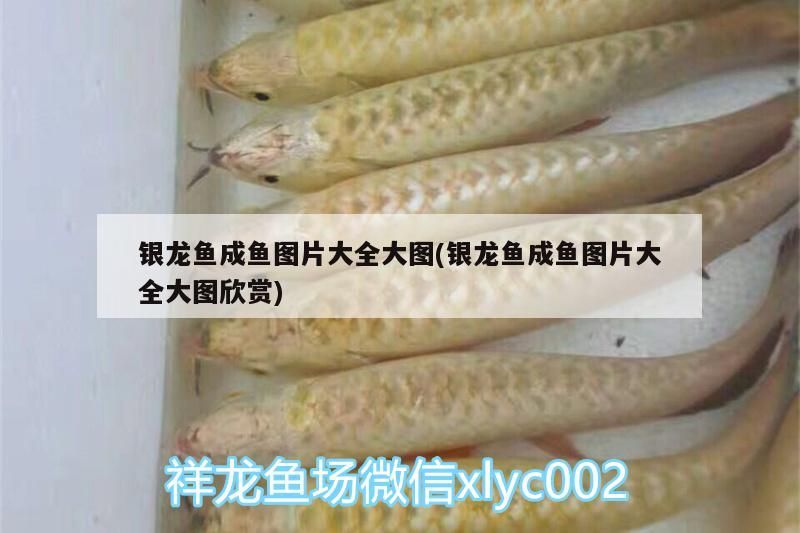 銀龍魚成魚圖片大全大圖(銀龍魚成魚圖片大全大圖欣賞)