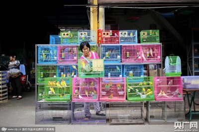 廣東最大水族批發(fā)市場在哪里（廣東最大水族批發(fā)市場是廣州黃沙大道西豬欄路27號）