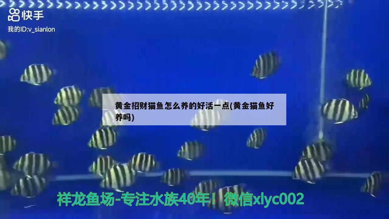 黃金招財(cái)貓魚怎么養(yǎng)的好活一點(diǎn)(黃金貓魚好養(yǎng)嗎)