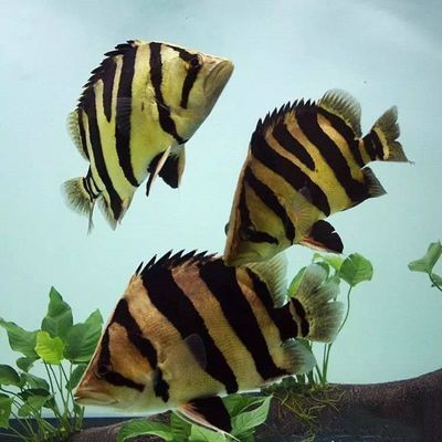 虎魚活食與冷凍食比較，虎魚活食與凍食的喂食比例