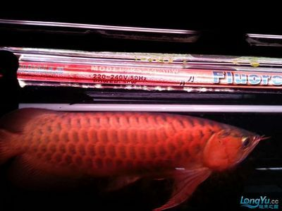 紅龍魚不愛游動(dòng)怎么辦：紅龍魚不愛游動(dòng)可能由多種原因引起紅龍魚不愛游動(dòng)的原因