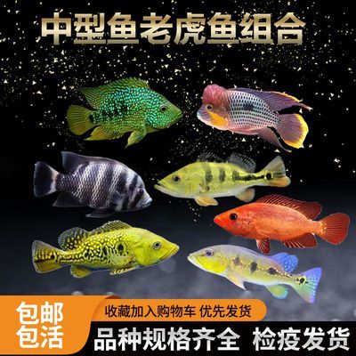 紅老虎魚活餌喂養安全性，紅老虎魚活餌喂養注意事項