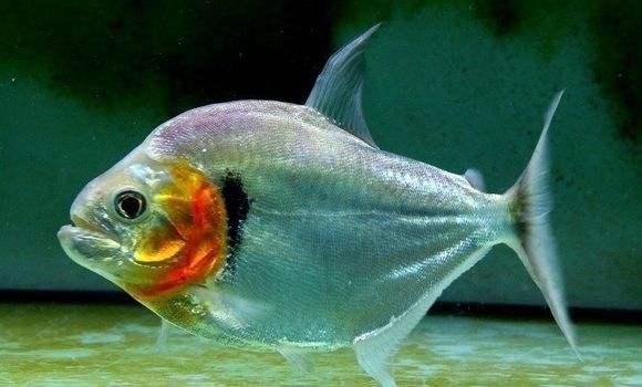布蘭格迪魚缸，布蘭格迪魚缸價格對比布蘭格迪魚缸價格對比