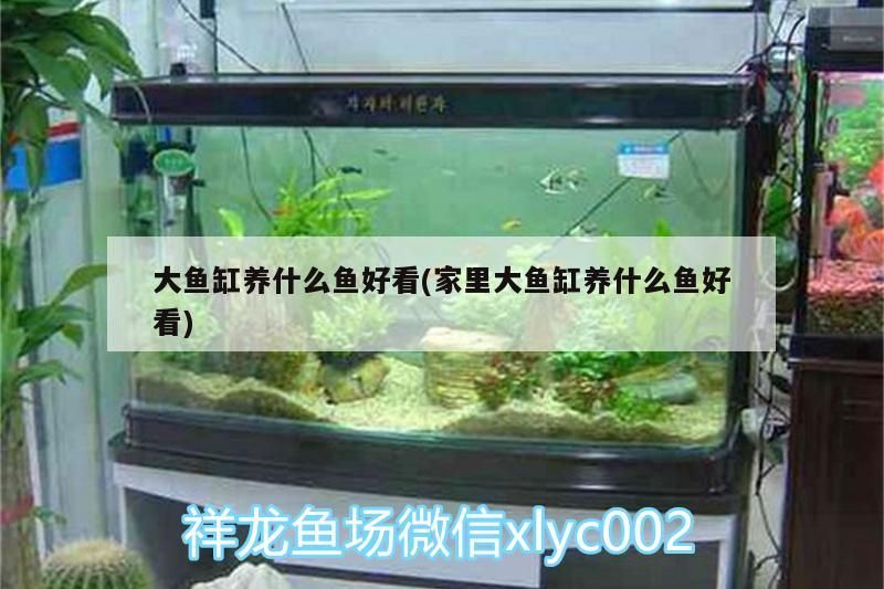 大魚缸養什么魚好看(家里大魚缸養什么魚好看)