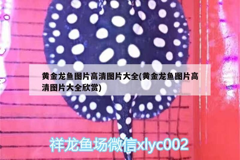 大魚缸養什么魚好看(家里大魚缸養什么魚好看)