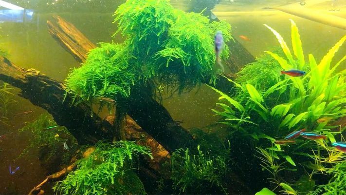 觀賞魚可以在網(wǎng)上買嗎安全嗎（網(wǎng)上購買觀賞魚安全嗎）