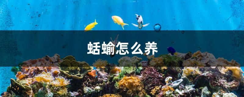 蛞蝓怎么養