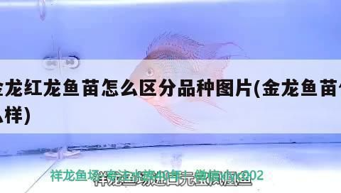 金龍魚苗品種鑒別技巧：金龍魚品種鑒別技巧