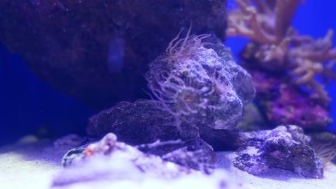 水族館是什么樣的場所：水族館是一個多功能的場所