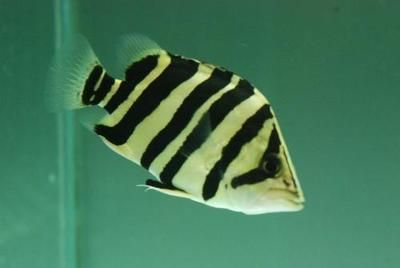 泰國虎魚喂食頻率調整，泰國虎魚的喂食頻率是多少
