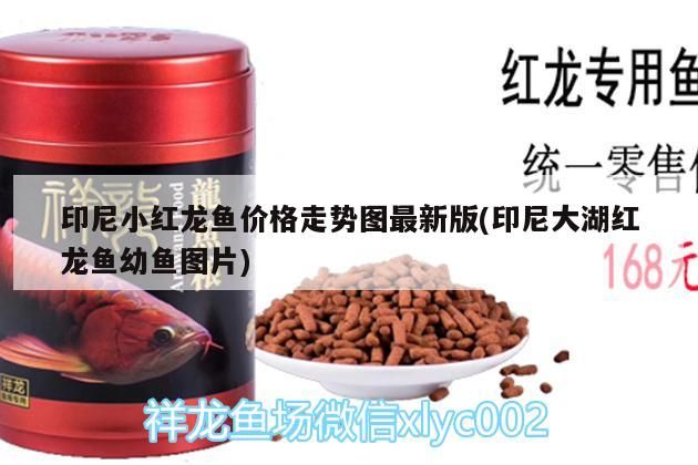 印尼小紅龍魚價格走勢圖最新版(印尼大湖紅龍魚幼魚圖片)