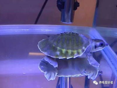 豬鼻龜適合家養嗎：豬鼻龜用什么缸養比較好呢