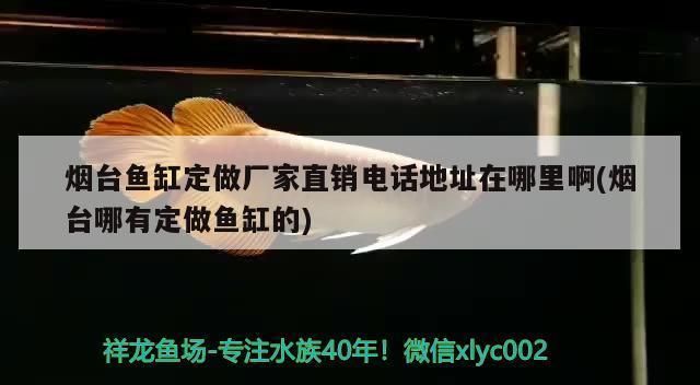 煙臺龍魚vs煙臺水族批發(fā)市場vs煙臺水族館vs煙臺魚缸批發(fā)市場vs祥龍魚場：煙臺水族批發(fā)市場